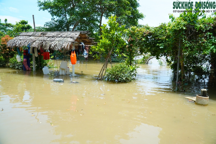 Nhiều nhà dân ven sông Hồng ngập trong ‘biển’ nước do thuỷ điện xả lũ- Ảnh 4. Nhiều nhà dân ven sông Hồng ngập trong ‘biển’ nước do thuỷ điện xả lũ- Ảnh 4.