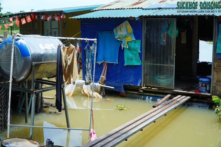 Nhiều nhà dân ven sông Hồng ngập trong ‘biển’ nước do thuỷ điện xả lũ- Ảnh 8. Nhiều nhà dân ven sông Hồng ngập trong ‘biển’ nước do thuỷ điện xả lũ- Ảnh 8.