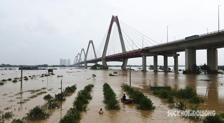 Hà Nội: Làng trồng đào có nguy cơ mất trắng do ảnh hưởng của lũ lụt- Ảnh 1. Hà Nội: Làng trồng đào có nguy cơ mất trắng do ảnh hưởng của lũ lụt- Ảnh 1.