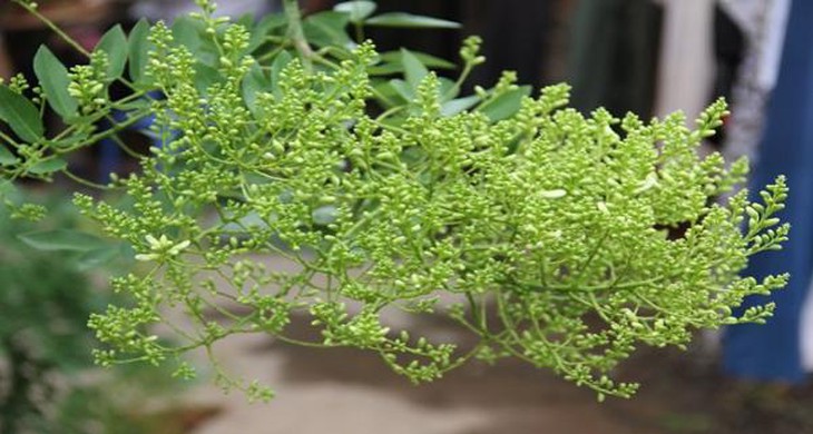 Hòe hoa giúp làm bền vững thành mạch. Hòe hoa giúp làm bền vững thành mạch.