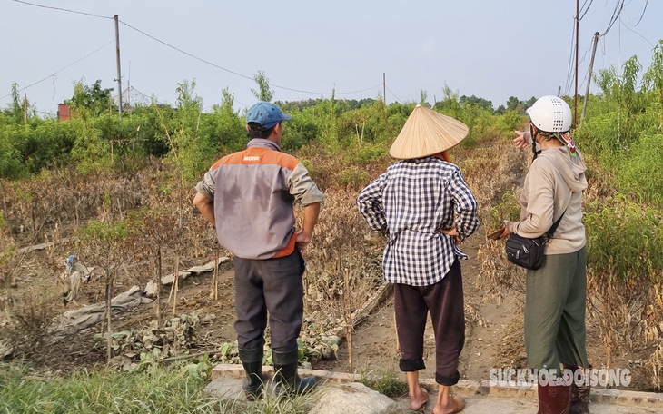 Hàng chục ngàn cây đào Tết chỉ còn là bùn đất sau trận lũ lịch sử