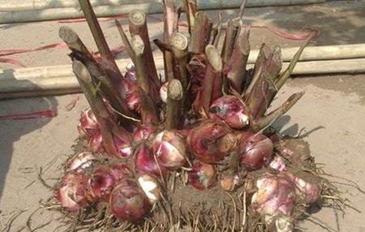 Vì sao nên thêm củ dong riềng đỏ vào chế độ ăn của người bị tim mạch?- Ảnh 2.