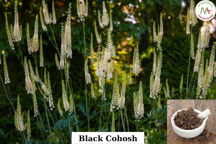 Black Cohosh (Mao lương) Ranunculus sceleratus là cây gì, có tác dụng gì?