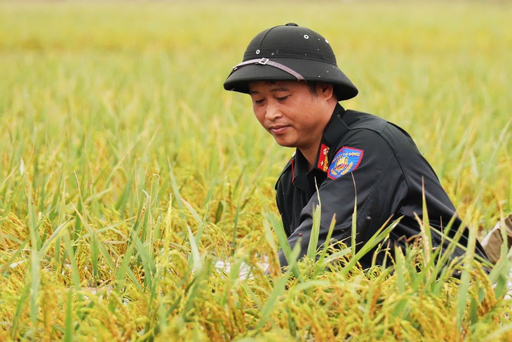 Nước ngập trắng đồng ở Chương Mỹ, 100 cảnh sát gặt lúa giúp dân- Ảnh 2.