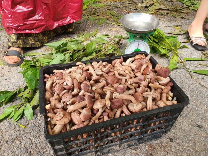 Độc đáo loài nấm 'ăn một lần nhớ mãi' chỉ mọc sau những cơn mưa- Ảnh 1.