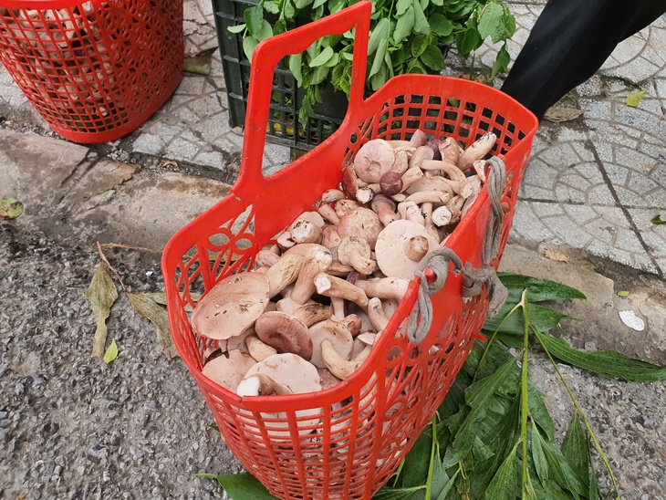Độc đáo loài nấm 'ăn một lần nhớ mãi' chỉ mọc sau những cơn mưa- Ảnh 4.