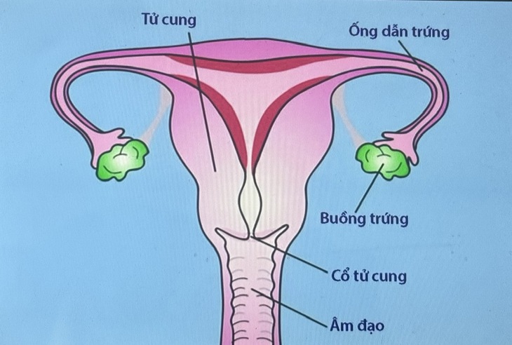 Vì sao phụ nữ nên đi khám vùng chậu?- Ảnh 1.