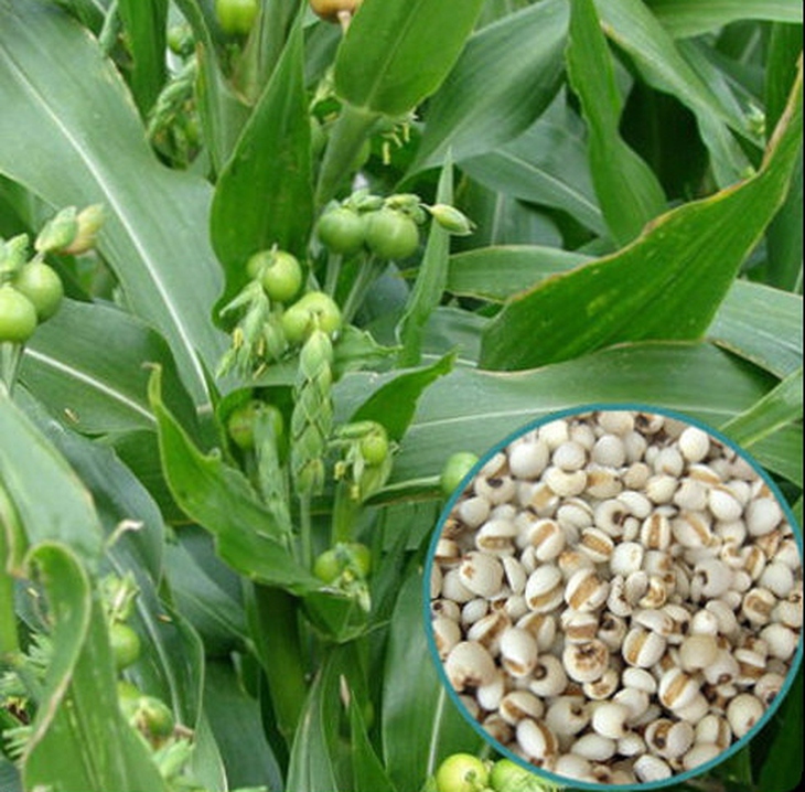 y-di-vi-thuoc-Dong-y-tri-benh-phoi-cuc-hieu-qua