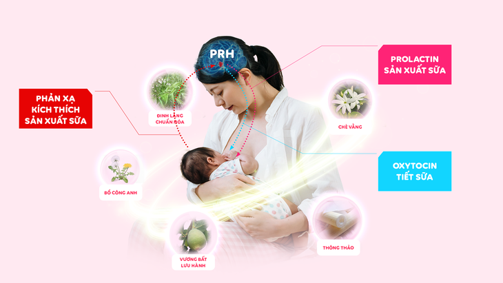 Các thảo dược hỗ trợ lợi sữa cho mẹ sau sinh- Ảnh 1. Các thảo dược hỗ trợ lợi sữa cho mẹ sau sinh- Ảnh 1.