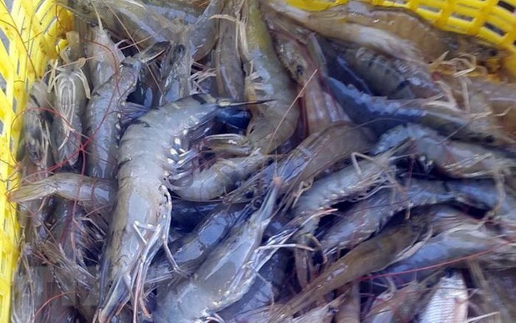 Giá tôm tăng, người nuôi tôm lãi khá- Ảnh 1.