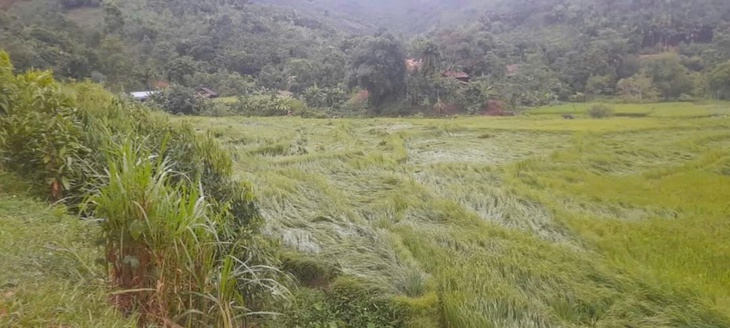 Yên Bái: Hơn 100 ngôi nhà bị thiệt hại do siêu bão Yagi- Ảnh 5. Yên Bái: Hơn 100 ngôi nhà bị thiệt hại do siêu bão Yagi- Ảnh 5.