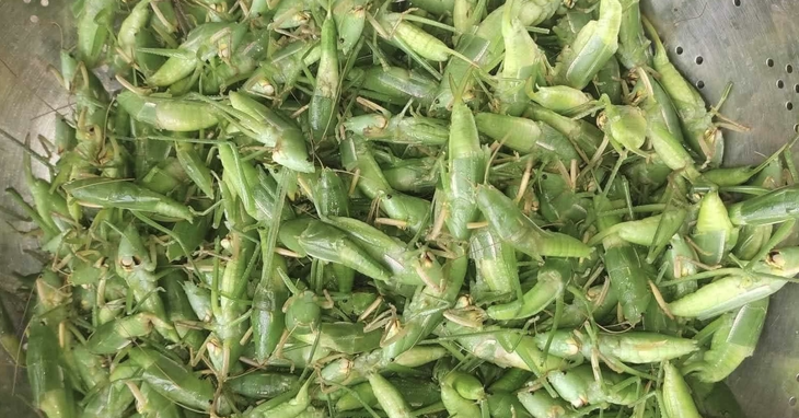 Thức quà dân dã của người nghèo xưa, nay có giá hàng trăm nghìn đồng mỗi cân- Ảnh 5.
