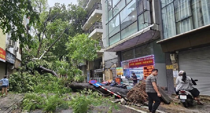 Chủ tịch Hà Nội hỏa tốc yêu cầu trồng lại cây quý hiếm bị đổ, nghiêng- Ảnh 1. Chủ tịch Hà Nội hỏa tốc yêu cầu trồng lại cây quý hiếm bị đổ, nghiêng- Ảnh 1.