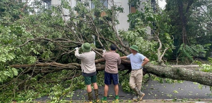 Xà cừ 100 tuổi nhà NSƯT Chiều Xuân bật gốc, NSND Xuân Bắc dọn dẹp sau bão Yagi- Ảnh 5.