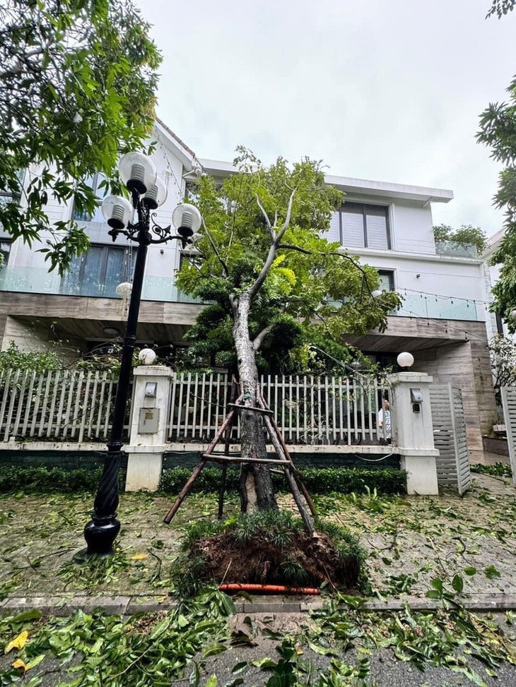 Xà cừ 100 tuổi nhà NSƯT Chiều Xuân bật gốc, NSND Xuân Bắc dọn dẹp sau bão Yagi- Ảnh 11.
