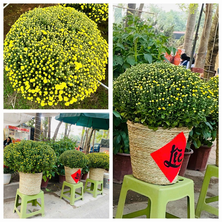 Cúc mâm xôi xuống phố 'chào Tết' sớm- Ảnh 6.
