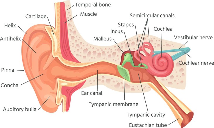Viêm mũi và nguy cơ viêm tai giữa: những điều cần lưu ý ở trẻ em- Ảnh 2.