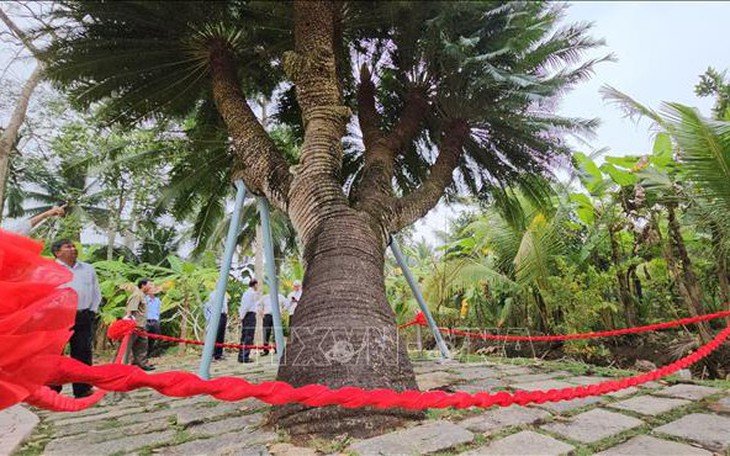 Cây thiên tuế 200 tuổi ở Bến Tre được vinh danh là cây di sản