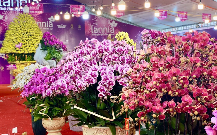 Chậu lan hồ điệp tiền tỷ lên kệ phục vụ ‘thượng đế’ chơi Tết 2025- Ảnh 9.