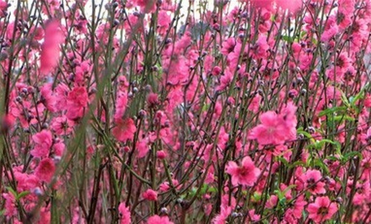 ‘Làng đào Nhật Tân’ Tây Nguyên vào vụ Tết- Ảnh 3.