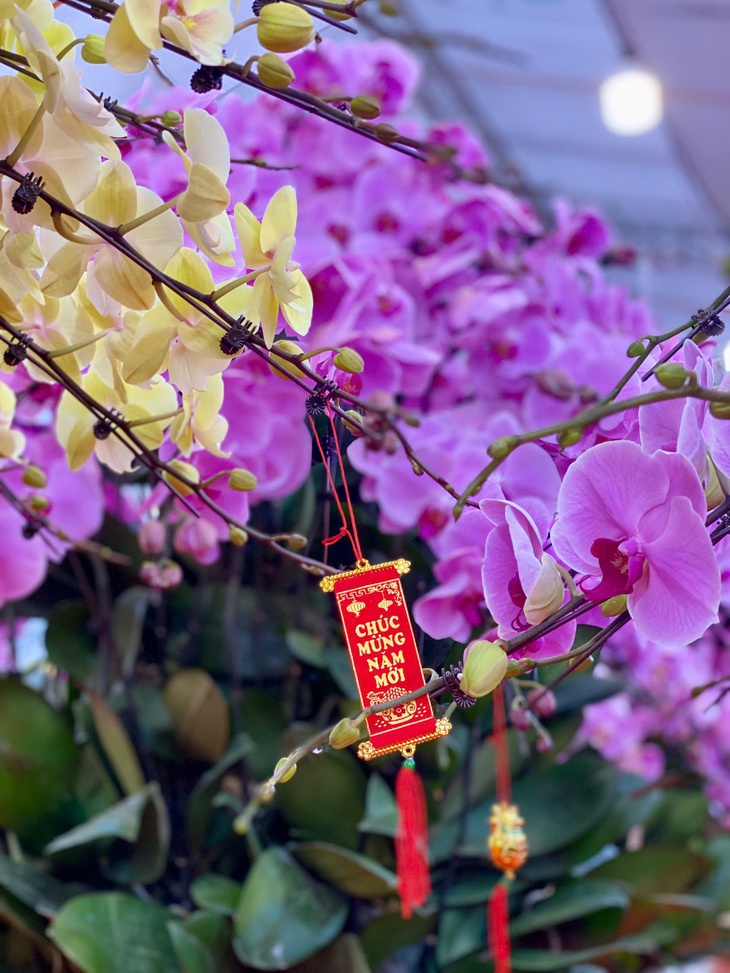 Lan hồ điệp rực rỡ sắc màu đổ bộ xuống phố phục vụ người dân sắm tết Nguyên đán 2025- Ảnh 16. Lan hồ điệp rực rỡ sắc màu đổ bộ xuống phố phục vụ người dân sắm tết Nguyên đán 2025- Ảnh 16.