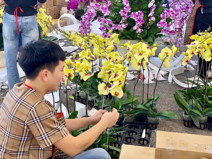 Lan hồ điệp rực rỡ sắc màu đổ bộ xuống phố phục vụ người dân sắm tết Nguyên đán 2025- Ảnh 7. Lan hồ điệp rực rỡ sắc màu đổ bộ xuống phố phục vụ người dân sắm tết Nguyên đán 2025- Ảnh 7.