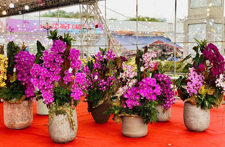 Lan hồ điệp rực rỡ sắc màu đổ bộ xuống phố phục vụ người dân sắm tết Nguyên đán 2025- Ảnh 3. Lan hồ điệp rực rỡ sắc màu đổ bộ xuống phố phục vụ người dân sắm tết Nguyên đán 2025- Ảnh 3.