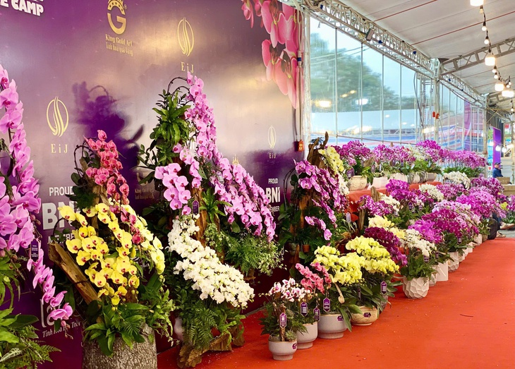 Lan hồ điệp rực rỡ sắc màu đổ bộ xuống phố phục vụ người dân sắm tết Nguyên đán 2025- Ảnh 2. Lan hồ điệp rực rỡ sắc màu đổ bộ xuống phố phục vụ người dân sắm tết Nguyên đán 2025- Ảnh 2.