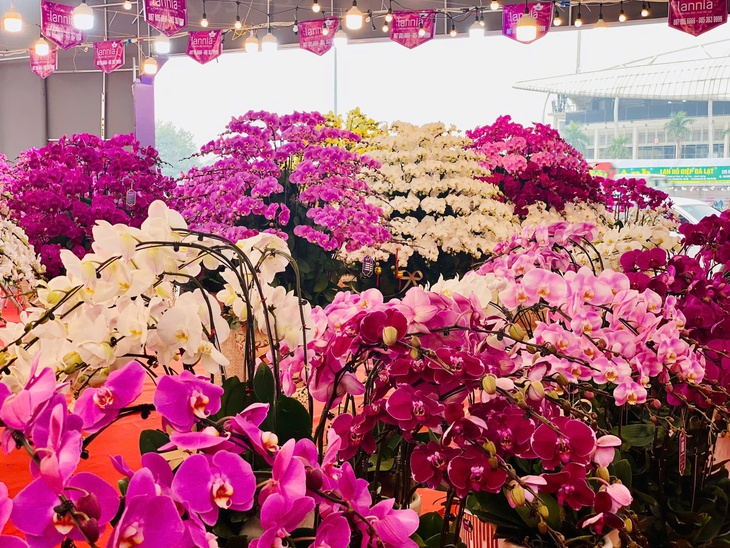 Lan hồ điệp rực rỡ sắc màu đổ bộ xuống phố phục vụ người dân sắm tết Nguyên đán 2025- Ảnh 15. Lan hồ điệp rực rỡ sắc màu đổ bộ xuống phố phục vụ người dân sắm tết Nguyên đán 2025- Ảnh 15.