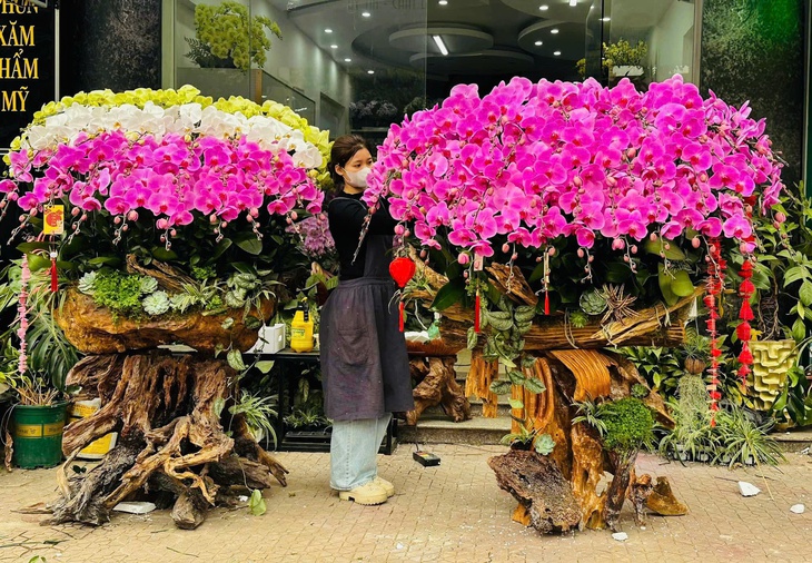 Lan hồ điệp rực rỡ sắc màu đổ bộ xuống phố phục vụ người dân sắm tết Nguyên đán 2025- Ảnh 13. Lan hồ điệp rực rỡ sắc màu đổ bộ xuống phố phục vụ người dân sắm tết Nguyên đán 2025- Ảnh 13.