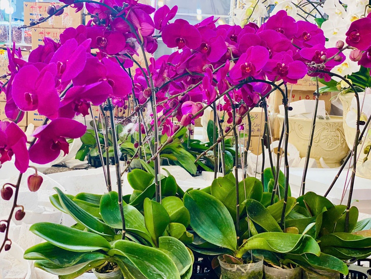 Lan hồ điệp rực rỡ sắc màu đổ bộ xuống phố phục vụ người dân sắm tết Nguyên đán 2025- Ảnh 12. Lan hồ điệp rực rỡ sắc màu đổ bộ xuống phố phục vụ người dân sắm tết Nguyên đán 2025- Ảnh 12.