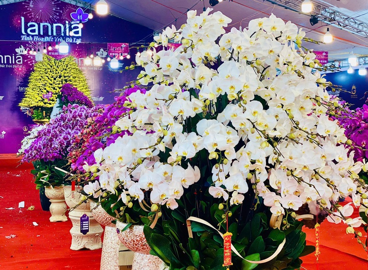 Lan hồ điệp rực rỡ sắc màu đổ bộ xuống phố phục vụ người dân sắm tết Nguyên đán 2025- Ảnh 8. Lan hồ điệp rực rỡ sắc màu đổ bộ xuống phố phục vụ người dân sắm tết Nguyên đán 2025- Ảnh 8.