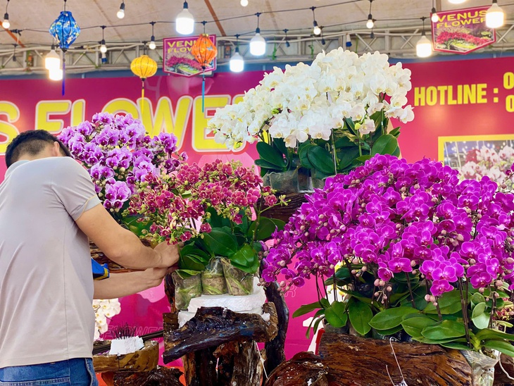 Lan hồ điệp rực rỡ sắc màu đổ bộ xuống phố phục vụ người dân sắm tết Nguyên đán 2025- Ảnh 18. Lan hồ điệp rực rỡ sắc màu đổ bộ xuống phố phục vụ người dân sắm tết Nguyên đán 2025- Ảnh 18.