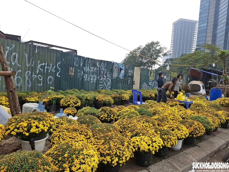 Người trồng lo lắng vì hoa cúc nở sớm trước Tết- Ảnh 8.