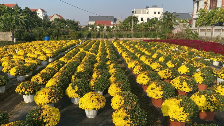 Người trồng lo lắng vì hoa cúc nở sớm trước Tết- Ảnh 3.