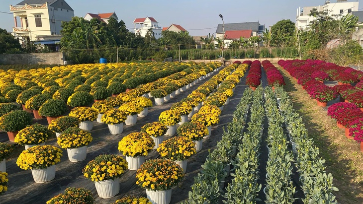 Người trồng lo lắng vì hoa cúc nở sớm trước Tết- Ảnh 2.