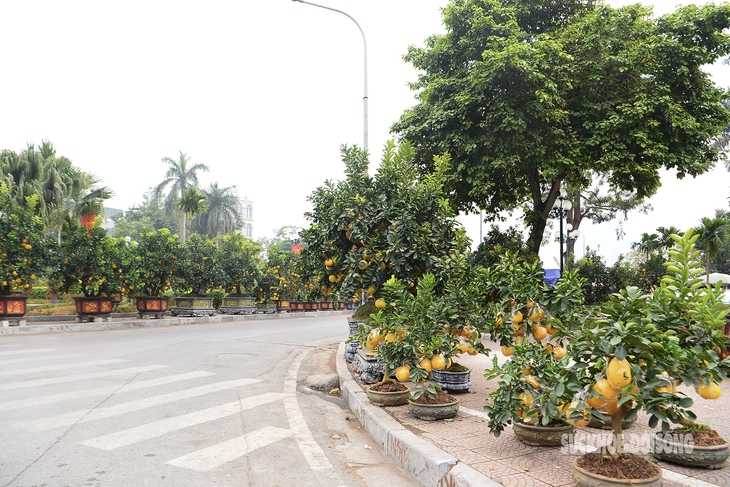 Thu trăm triệu đồng nhờ trồng bưởi Diễn ghép quả dịp Tết- Ảnh 1. Thu trăm triệu đồng nhờ trồng bưởi Diễn ghép quả dịp Tết- Ảnh 1.