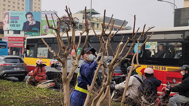 Vì sao hàng cây tường vi bị cắt trơ trụi trên tuyến đường đẹp nhất Thủ đô?- Ảnh 5. Vì sao hàng cây tường vi bị cắt trơ trụi trên tuyến đường đẹp nhất Thủ đô?- Ảnh 5.