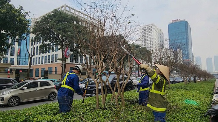 Vì sao hàng cây tường vi bị cắt trơ trụi trên tuyến đường đẹp nhất Thủ đô?- Ảnh 7. Vì sao hàng cây tường vi bị cắt trơ trụi trên tuyến đường đẹp nhất Thủ đô?- Ảnh 7.