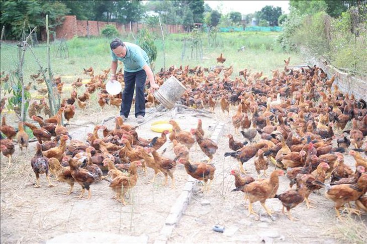 Giá thịt tăng cao, người chăn nuôi có lợi nhuận tốt- Ảnh 2.