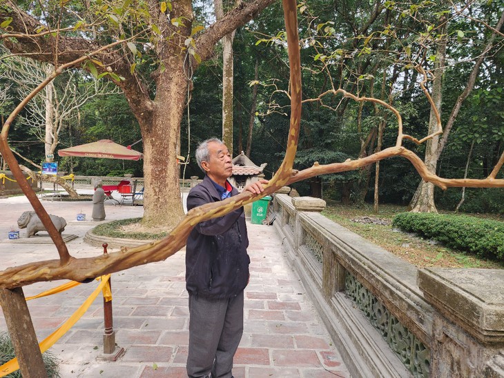 Cây ổi gần 100 năm biết ‘cười’ bên mộ vua Lê Thái Tổ- Ảnh 3.