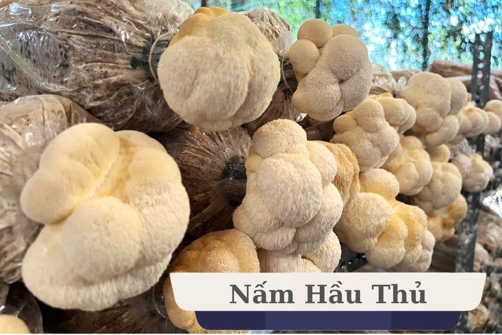 Nấm Hầu thủ - Nấm dược liệu tiềm năng nhưng đầy thách thức- Ảnh 2. Nấm Hầu thủ - Nấm dược liệu tiềm năng nhưng đầy thách thức- Ảnh 2.
