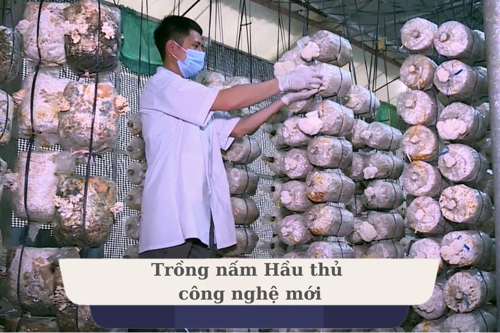 Nấm Hầu thủ - Nấm dược liệu tiềm năng nhưng đầy thách thức- Ảnh 3. Nấm Hầu thủ - Nấm dược liệu tiềm năng nhưng đầy thách thức- Ảnh 3.