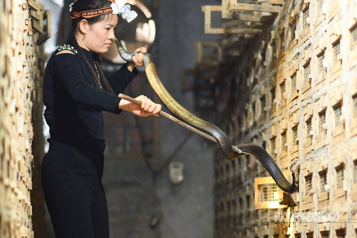 Độc đáo nghề nuôi rắn ở Vĩnh Sơn- Ảnh 1.