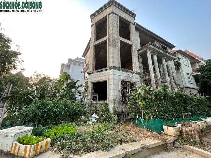 Cận cảnh loạt biệt thự triệu đô tại KĐT Thiên đường Bảo Sơn bỏ hoang được tận dụng trồng rau- Ảnh 6. Cận cảnh loạt biệt thự triệu đô tại KĐT Thiên đường Bảo Sơn bỏ hoang được tận dụng trồng rau- Ảnh 6.