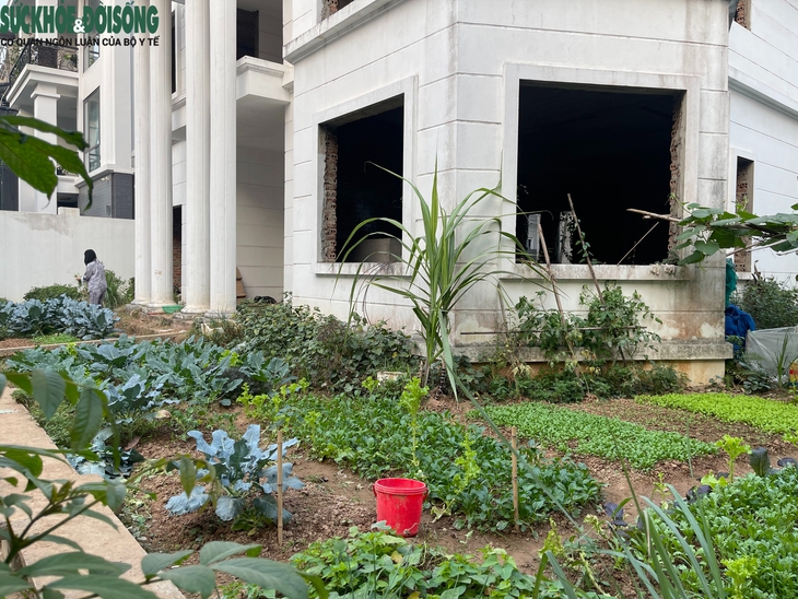 Cận cảnh loạt biệt thự triệu đô tại KĐT Thiên đường Bảo Sơn bỏ hoang được tận dụng trồng rau- Ảnh 8. Cận cảnh loạt biệt thự triệu đô tại KĐT Thiên đường Bảo Sơn bỏ hoang được tận dụng trồng rau- Ảnh 8.