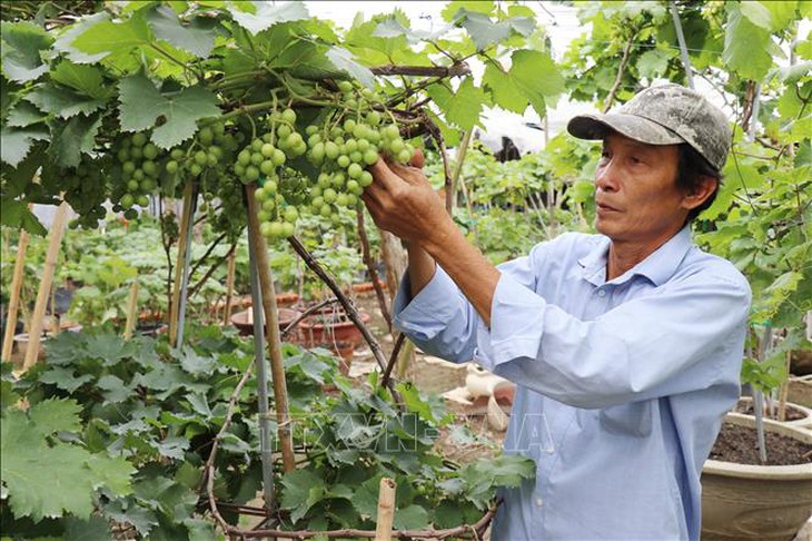 Hàng nghìn chậu nho cảnh cung ứng cho thị trường Tết- Ảnh 1. Hàng nghìn chậu nho cảnh cung ứng cho thị trường Tết- Ảnh 1.