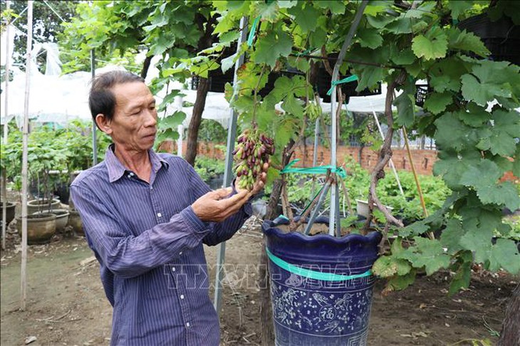 Hàng nghìn chậu nho cảnh cung ứng cho thị trường Tết- Ảnh 2. Hàng nghìn chậu nho cảnh cung ứng cho thị trường Tết- Ảnh 2.