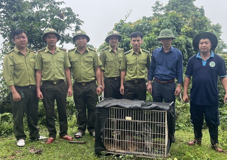 Thả nhiều động vật quý hiếm về rừng tại Thanh Hóa- Ảnh 4. Thả nhiều động vật quý hiếm về rừng tại Thanh Hóa- Ảnh 4.