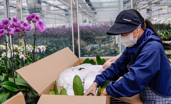 Vườn hoa lan bạc tỷ khoe sắc rực rỡ ngày giáp Tết- Ảnh 12.